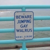 Bewae of jumping gay walrus
