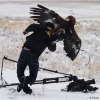 Hawk vs. camera man Hawk vs. camera man