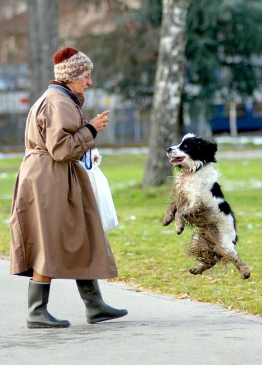 Levitating dog