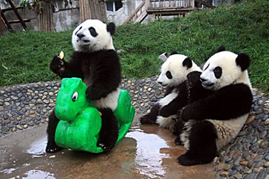 Panda playground