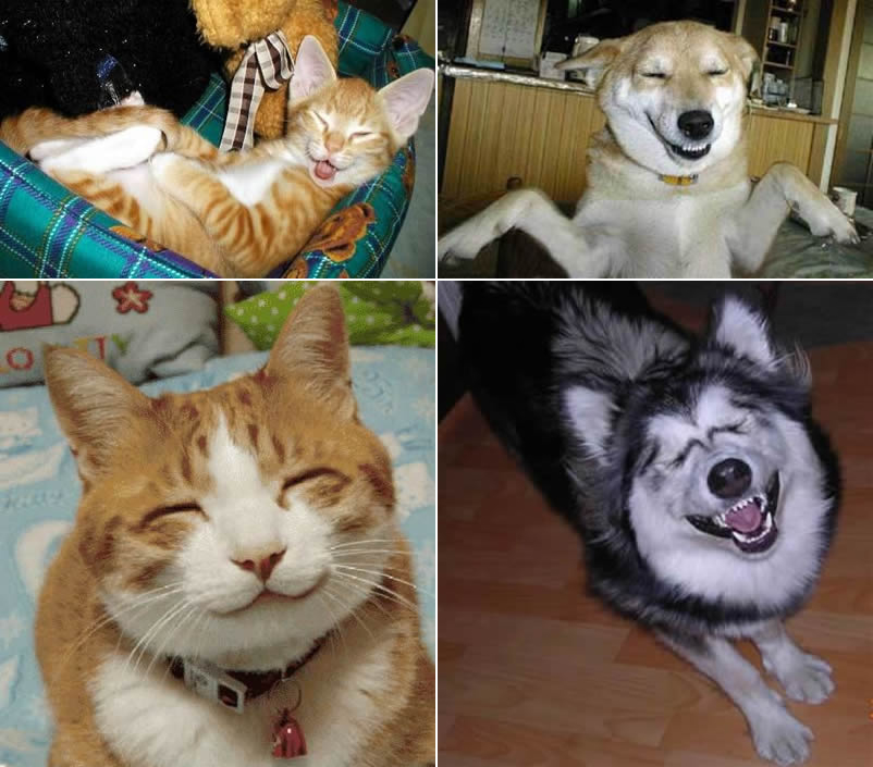 Image result for smiling pets