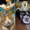 Smiling pets Smiling pets