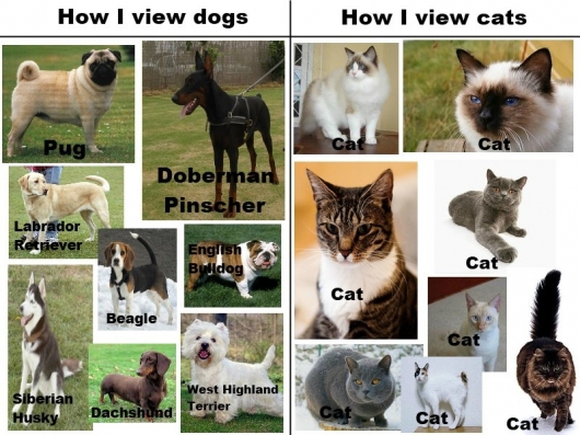 Dogs vs. cats