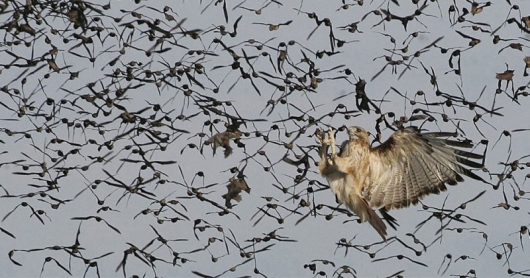 Hawk hunting