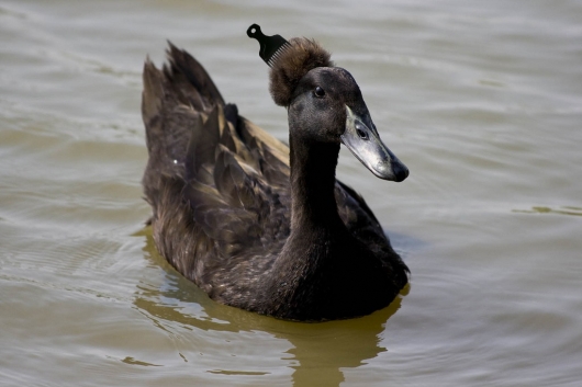 Afro duck
