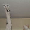 Cat changing lightbulb Cat changing lightbulb