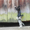 Kitten teamwork