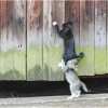 Kitten teamwork Kitten teamwork