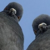 Mad pigeons