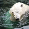 Polar bear facepalm