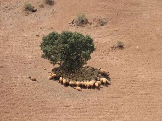 Sheep seeking shade