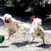 Soccer roosters