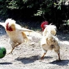 Soccer roosters Soccer roosters