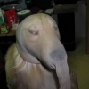 Stocking masked dog