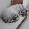 Dog sleeping in snowstorm Dog sleeping in snowstorm