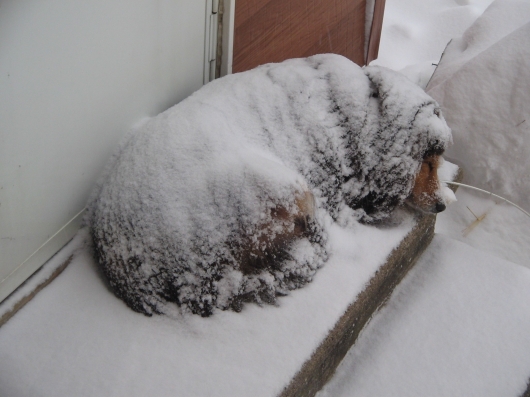 Dog sleeping in snowstorm