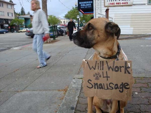 Dog will work for sausage