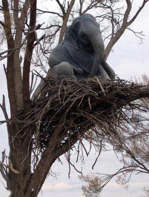 An elephant in a tree