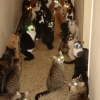 Cat hallway Cat hallway