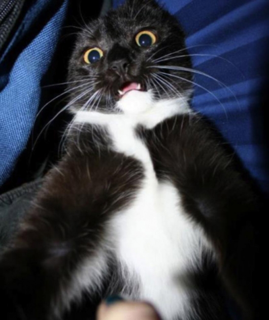 Cats taking selfies - Picture 1