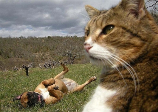 Cats taking selfies - Picture 10