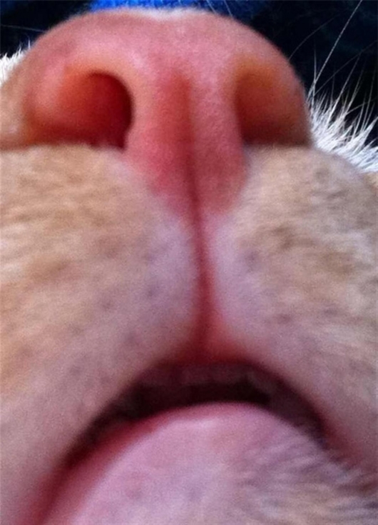 Cats taking selfies - Picture 13