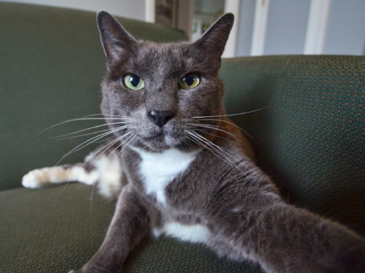 Cats taking selfies - Picture 14