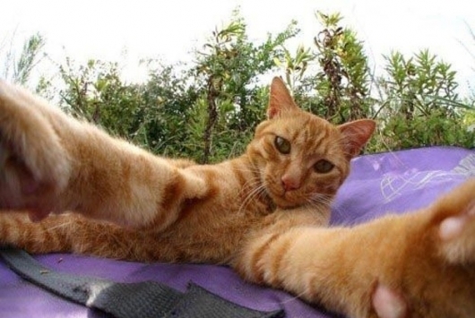 Cats taking selfies - Picture 16