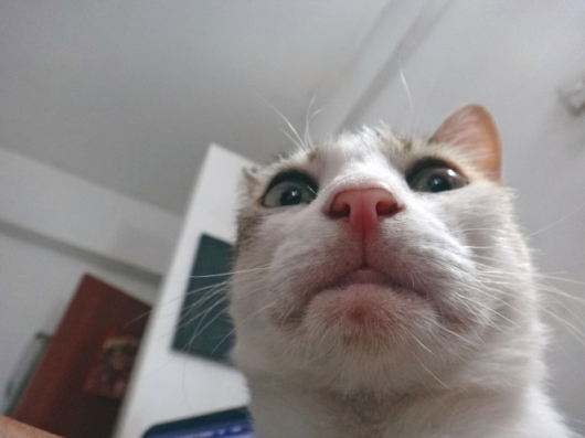 Cats taking selfies - Picture 17