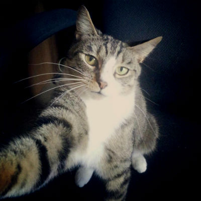 Cats taking selfies - Picture 19
