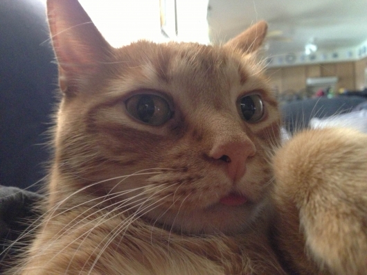 Cats taking selfies - Picture 20