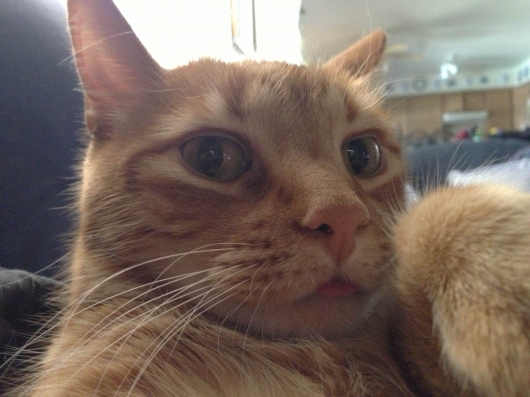 Cats taking selfies - Picture 20
