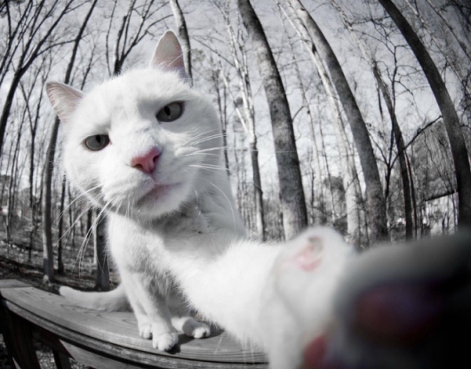 Cats taking selfies - Picture 22