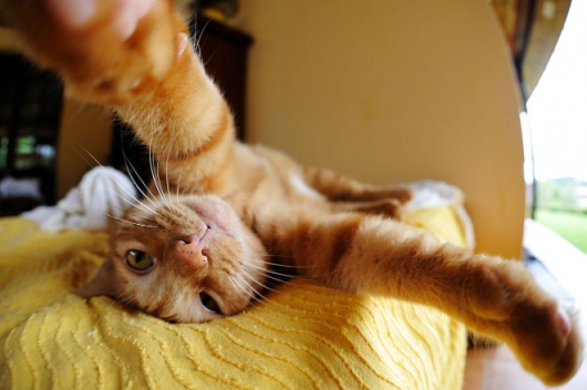 Cats taking selfies - Picture 3