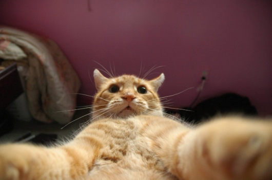 Cats taking selfies - Picture 4