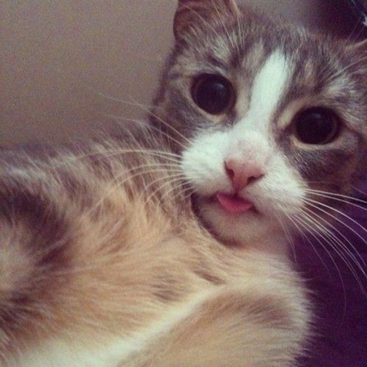 Cats taking selfies - Picture 5