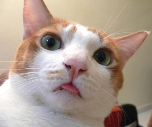 Cats taking selfies - Picture 6