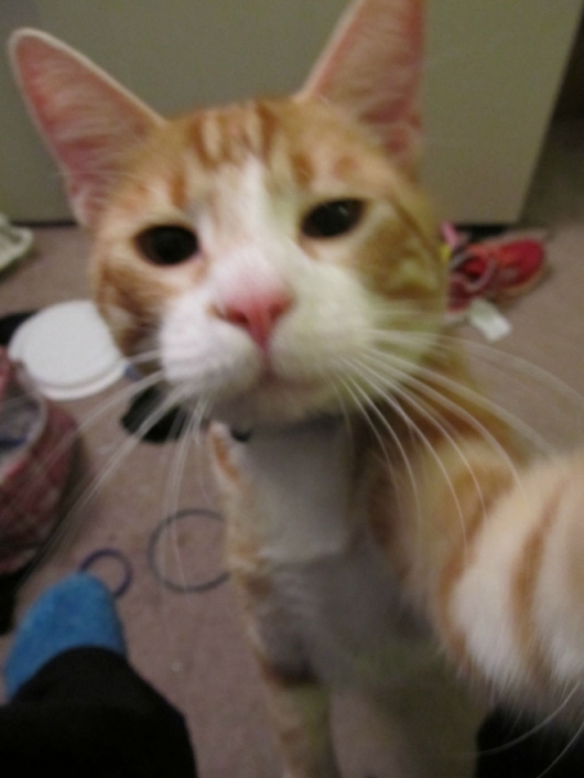 Cats taking selfies - Picture 7
