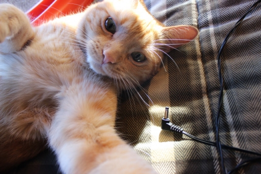 Cats taking selfies - Picture 8