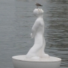 Bird vs. statue