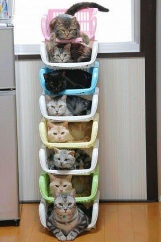 Cat storage