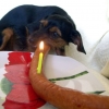 Doggy birthday sausage