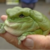 Fat frog is fat Fat frog is fat