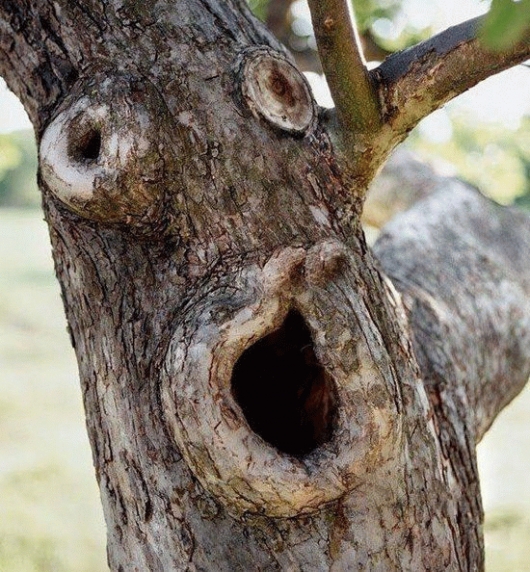 Surprised tree