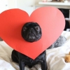 Valentine dog Valentine dog