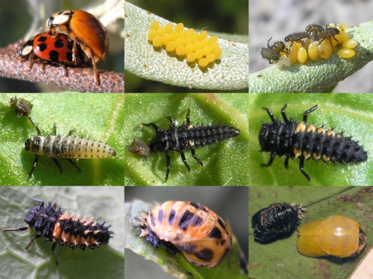 Birth of a ladybug