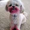Dog played with lipstick Dog played with lipstick