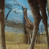 Giraffe fail Giraffe fail