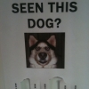 Have you seen this dog Have you seen this dog