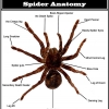 Know your enemy: Spider anatomy Know your enemy: Spider anatomy